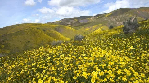 Real time forward tracking shot of yellow wildflowers in California Stock Footage 120688905