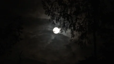 Real Time Full Moon With Forest Trees And Clouds Video stock 119849404
