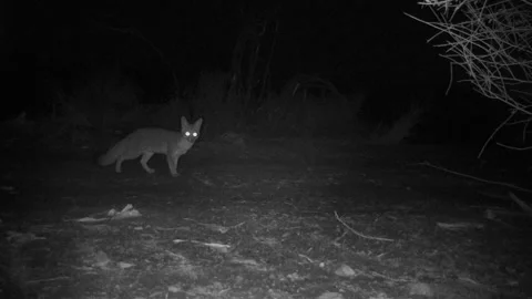 Real time of a Gray Fox illuminated by IR light in the San Gabriel Mountains Stock Footage 148395810