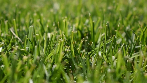 Real time green grass in background, natural light Stock Footage 127648646