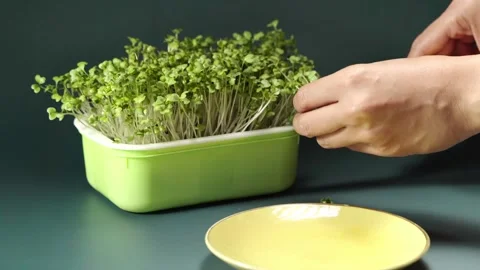 Real-time of harvesting fresh broccoli microgreens with scissors and placin.. Видео 345206663