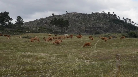 Real time of herd of barrosa cows in Northeastern Portugal, Europe. Stock Footage 90863180