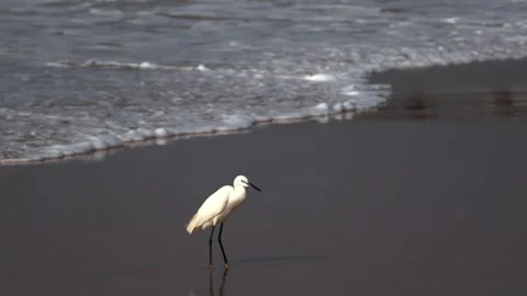 Real time horizontal video clip of sea with waves in bright sunlight where .. Video stock 326227501