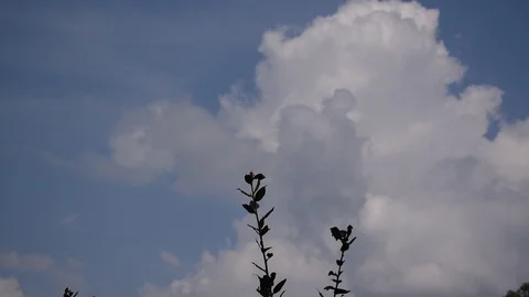 Real time leaves with clouds in background Stock Footage