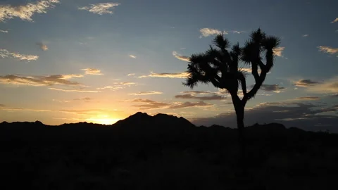 Real time of a lone Joshua Tree silhouetted by the suns glow and sunset clouds Stock Footage 204838744