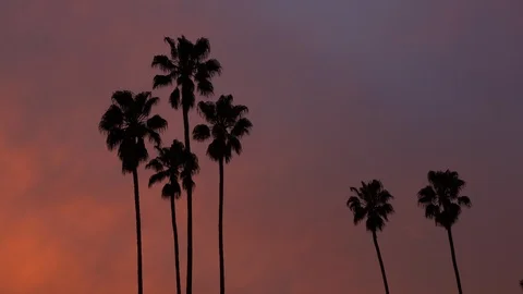 Real time low angle shot of six palm trees silhouetted in a colorful sunset sky Stock Footage 102067533