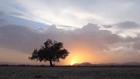 Real time low angle view of a lone desert tree silhouetted by the sunset Stock Footage 149146827