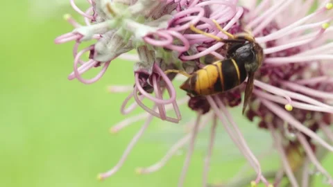 Real-time macro footage of a hornet feeding on nectar from a pink Grevillea.. Stock Footage 346226586