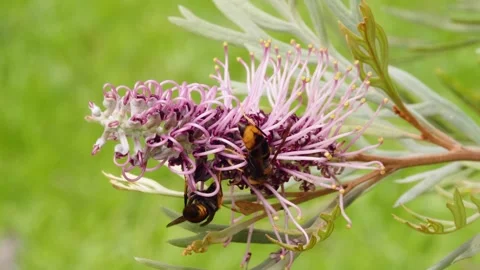 Real-time macro footage of two wasps feeding on nectar from a pink Greville.. Stock Footage 346226574