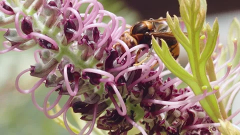 Real-time macro footage of a wasp feeding on nectar from a pink and purple .. Stock Footage 346226548