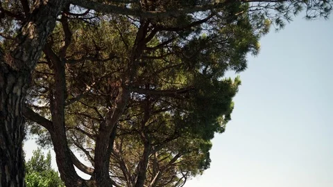 Real time medium shot of pine trees growing on the embankment of lake Garda in Stock Footage 122290137