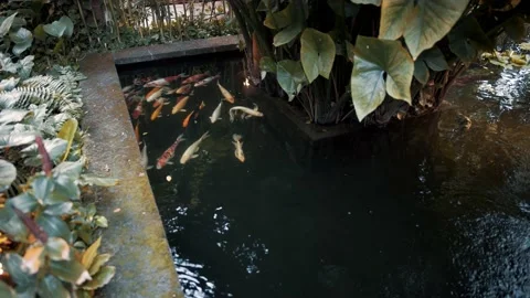 Real time medium shot of a small pond in the courtyard with swimming Koi carp in 스톡 동영상 147264596