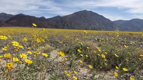 Real time pan left of a super bloom of yellow wildflowers In Death Valley 스톡 동영상 130415400