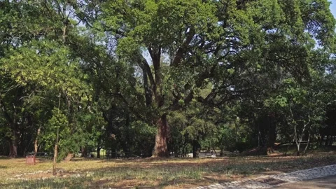 Real time panning video of a gorgeous tree outdoors. Stock Footage 303585162