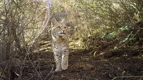 Real time shot of an approaching wild Bobcat in the San Gabriel Mountains 스톡 동영상 170581342