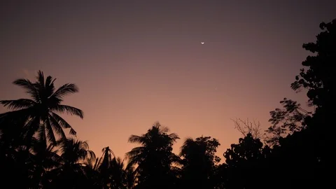 Real time shot of crescent moon at twilight and bird flying over tropical trees Stock-Footage 126902969