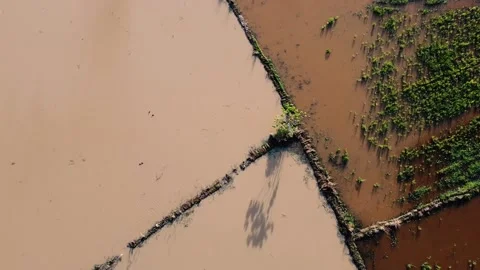 Real time shot by drone for paddy field waters Video stock 219332420