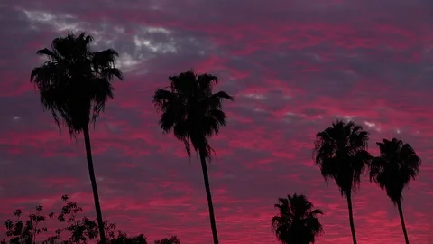 Real time shot of five palm trees silhouetted by colorful pink sunset clouds Stock Footage 92006759