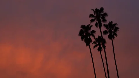 Real time shot of four palms silhouetted in an orange and purple sunset sky Stock Footage 102066423