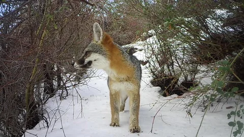 Real time shot of a Gray Fox on a snowy trail in the San Gabriel Mountains Stock Footage 168050301