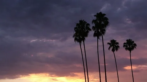 Real time shot of palm trees silhouetted by dark colorful sunset clouds Stock Footage 92107093