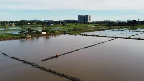 Real time shot for Pan to right by drone on paddy Field  Stock Footage 219332101