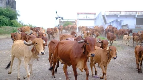 Real time shot of red gir cows breed cattle going for grazing in Gujarat. 스톡 동영상 240313304