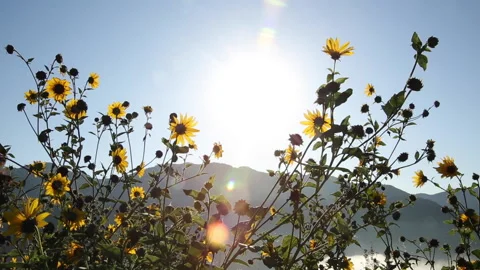 Real time shot of the sun backlighting insects flying around yellow wildflowers 스톡 동영상 155588491
