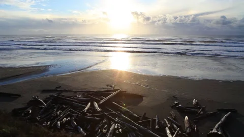 Real time shot of the sunset at a Pacific Ocean sandy beach with driftwood logs Stock Footage 130232996