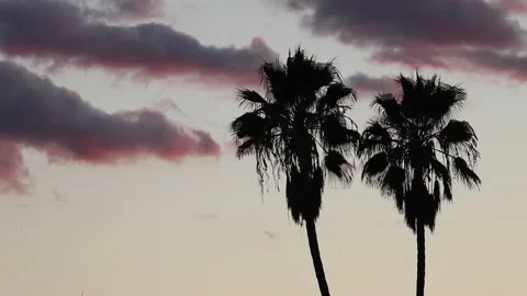 Real time shot of two palm trees silhouetted by pink  and purple sunset clouds Stock Footage 130272867