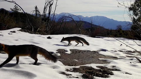 Real time shot of two wild Gray Foxes in partly snowy San Gabriel Mountains Stock Footage 147890475
