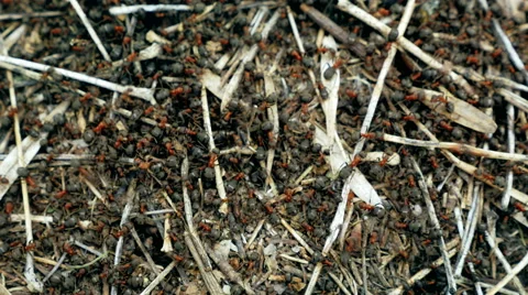 Real time shot of wild red ants build their anthill Stock Footage 62403694