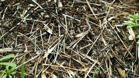 Real time shot of wild red ants build their anthill Stock Footage 62404862