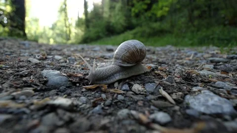 Real time snail crawls on a gravel street in a beautiful green forest, close-up Stock Footage 189246791