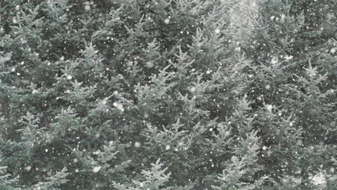 Real-Time Snow Falling from Trees - Panning Shot 動画素材 302993946
