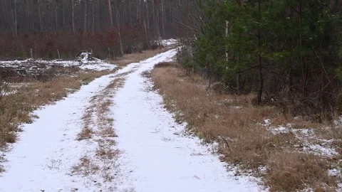 Real Time Snow Falling on Winding Road Through Winter Forest Stock Footage 327392549