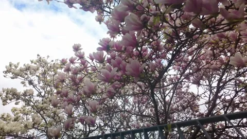 Real Time Spring Pink Saucer Magnolia Flowers Blossoms at Sunset. Stock Footage 331461504