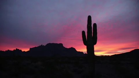 Real time static shot of a saguaro cactus silhouetted by colorful dawn clouds Stock Footage 144582994