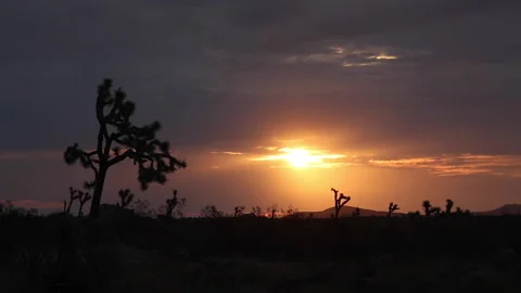 Real Time of the sunrise between clouds silhouetting Joshua Trees in the Mojave Stock Footage 202271766