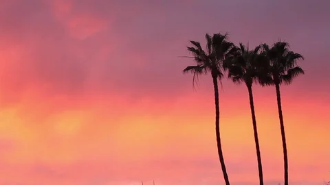 Real Time of three palms silhouetted by yellow, pink and purple sunset clouds Stock Footage 80124736