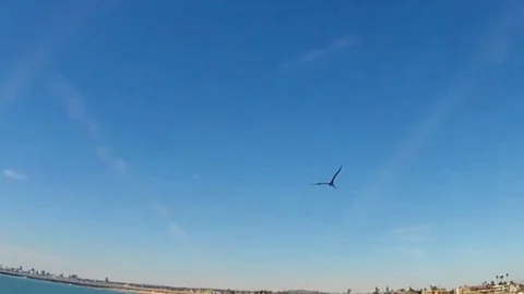 In real time, three pelicans fly over the ocean and then together dive for fi Stock Footage 98248015