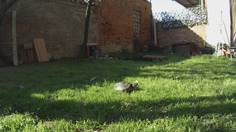 Real time turtle in garden Stock Footage 126594318