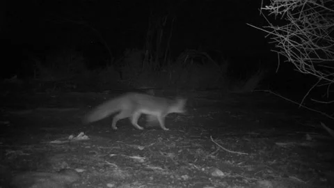Real time of two Gray Foxes illuminated by IR light in the San Gabriel Mountains 스톡 동영상 148395689