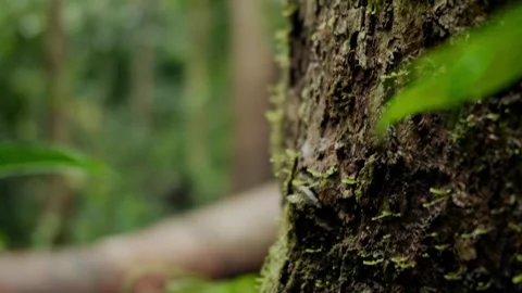 Real time upward pan along a rough tree trunk covered with green moss and t.. Stock Footage 345468956