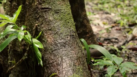 Real time upward pan from the base of a forest tree to its trunk, revealing.. Stock Footage 345469010