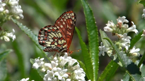 Real time of a Variable Checkerspot butterfly feeding on white wildflowers 스톡 동영상 155867398