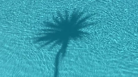 Real-time video of a palm tree shadow cast across clear blue swimming pool Stock Footage 337771387