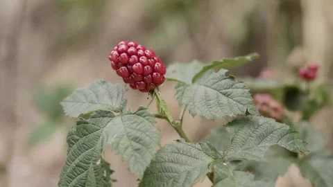 Real time video of an unripe red blackberry fruit cluster developing on a l.. Stock Footage 345471231