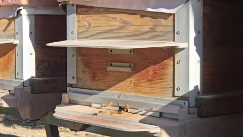 Real time video. Worker bees fly into hive entrance bring pollen Video stock 335939835