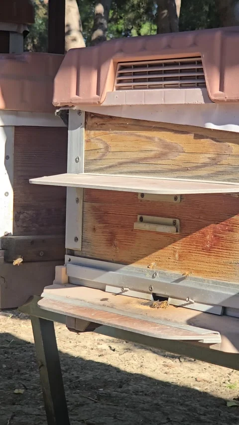 Real time video. Worker bees fly into hive entrance bring pollen, vertical clise Video stock 335939837